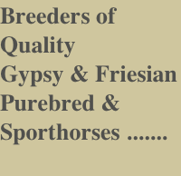 Breeders of Quality 
Gypsy & Friesian 
Purebred & Sporthorses .......
